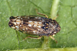 Neoaliturus fenestratus / Trauerzirpe / Zwergzikaden - Cicadellidae / Zirpen - Deltocephalinae / Unterordnung: Rundkopfzikaden - Cicadomorpha