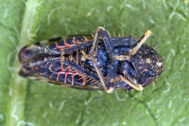 Neoaliturus fenestratus / Trauerzirpe / Zwergzikaden - Cicadellidae / Zirpen - Deltocephalinae / Unterordnung: Rundkopfzikaden - Cicadomorpha