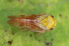 Oncopsis carpini / Hainbuchen-Maskenzikade / Cicadellidae - Kleinzikaden - Macropsinae - Maskenzikaden