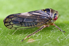 Oncopsis flavicollis Gruppe / Birken-Maskenzikade / Cicadellidae - Kleinzikaden - Macropsinae - Maskenzikaden
