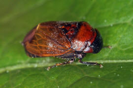 Penthimia nigra / Mnchszikade / Zwergzikaden - Cicadellidae / Unterordnung: Rundkopfzikaden - Cicadomorpha