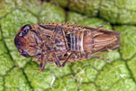 Perotettix pictus / Bunte Fichtenzirpe / Zwergzikaden - Cicadellidae / Zirpen - Deltocephalinae / Unterordnung: Rundkopfzikaden - Cicadomorpha