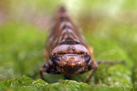 Perotettix pictus / Bunte Fichtenzirpe / Zwergzikaden - Cicadellidae / Zirpen - Deltocephalinae / Unterordnung: Rundkopfzikaden - Cicadomorpha