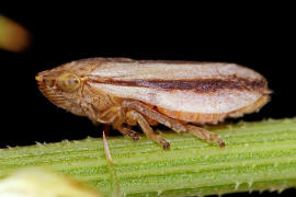 Philaenus spumarius f. trilineata / Wiesenschaumzikade / Schaumzikaden - Aphrophoridae / Unterordnung: Rundkopfzikaden - Cicadomorpha