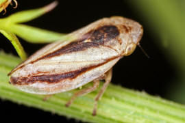 Philaenus spumarius f. trilineata / Wiesenschaumzikade / Schaumzikaden - Aphrophoridae / Unterordnung: Rundkopfzikaden - Cicadomorpha