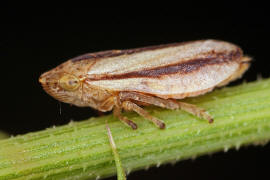 Philaenus spumarius f. trilineata / Wiesenschaumzikade / Schaumzikaden - Aphrophoridae / Unterordnung: Rundkopfzikaden - Cicadomorpha