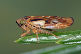 Pithyotettix abietinus / Marmorfichtenzirpe / Zwergzikaden - Cicadellidae / Zirpen - Deltocephalinae