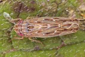 Psammotettix alienus / Wander-Sandzirpe / Zwergzikaden - Cicadellidae / Zirpen - Deltocephalinae / Unterordnung: Rundkopfzikaden - Cicadomorpha