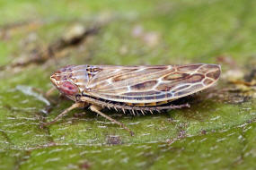 Psammotettix alienus / Wander-Sandzirpe / Zwergzikaden - Cicadellidae / Zirpen - Deltocephalinae / Unterordnung: Rundkopfzikaden - Cicadomorpha