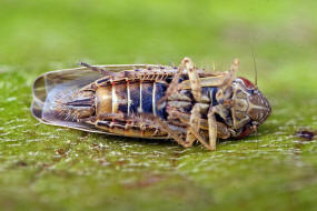 Psammotettix alienus / Wander-Sandzirpe / Zwergzikaden - Cicadellidae / Zirpen - Deltocephalinae / Unterordnung: Rundkopfzikaden - Cicadomorpha