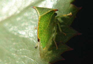 Stictocephala bisonia / Bffelzikade (Bffelzirpe) / Buckelzirpen - Membracidae / Rundkopfzikaden - Cicadomorpha