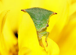 Stictocephala bisonia / Bffelzikade (Bffelzirpe) / Buckelzirpen - Membracidae / Rundkopfzikaden - Cicadomorpha