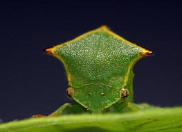 Stictocephala bisonia / Bffelzikade (Bffelzirpe) / Buckelzirpen - Membracidae / Rundkopfzikaden - Cicadomorpha