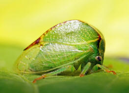 Stictocephala bisonia / Bffelzikade (Bffelzirpe) / Buckelzirpen - Membracidae / Rundkopfzikaden - Cicadomorpha