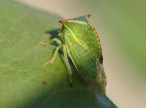 Stictocephala bisonia / Bffelzikade (Bffelzirpe) / Buckelzirpen - Membracidae / Rundkopfzikaden - Cicadomorpha