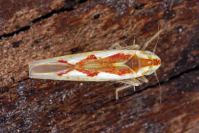 Zygina angusta / Schlankfeuerzikade / Zwergzikaden - Cicadellidae / Blattzikaden - Typhlocybinae / Unterordnung: Rundkopfzikaden - Cicadomorpha