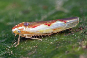 Zygina angusta / Schlankfeuerzikade / Zwergzikaden - Cicadellidae / Blattzikaden - Typhlocybinae / Unterordnung: Rundkopfzikaden - Cicadomorpha