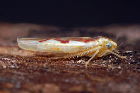 Zygina angusta / Schlankfeuerzikade / Zwergzikaden - Cicadellidae / Blattzikaden - Typhlocybinae / Unterordnung: Rundkopfzikaden - Cicadomorpha