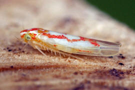 Zygina schneideri / Schlehen-Feuerzikade / Zwergzikaden - Cicadellidae / Blattzikaden - Typhlocybinae / Unterordnung: Rundkopfzikaden - Cicadomorpha