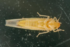 Zygina schneideri / Schlehen-Feuerzikade / Zwergzikaden - Cicadellidae / Blattzikaden - Typhlocybinae / Unterordnung: Rundkopfzikaden - Cicadomorpha