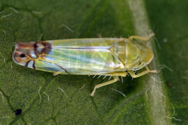 Zyginella pulchra / Diadem-Blattzikade / Zwergzikaden - Cicadellidae / Blattzikaden - Typhlocybinae / Unterordnung: Rundkopfzikaden - Cicadomorpha