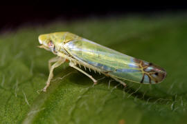 Zyginella pulchra / Diadem-Blattzikade / Zwergzikaden - Cicadellidae / Blattzikaden - Typhlocybinae / Unterordnung: Rundkopfzikaden - Cicadomorpha