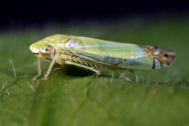 Zyginella pulchra / Diadem-Blattzikade / Zwergzikaden - Cicadellidae / Blattzikaden - Typhlocybinae / Unterordnung: Rundkopfzikaden - Cicadomorpha