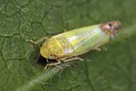 Zyginella pulchra / Diadem-Blattzikade / Zwergzikaden - Cicadellidae / Blattzikaden - Typhlocybinae / Unterordnung: Rundkopfzikaden - Cicadomorpha