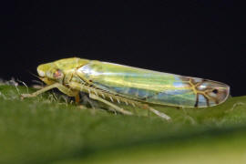 Zyginella pulchra / Diadem-Blattzikade / Zwergzikaden - Cicadellidae / Blattzikaden - Typhlocybinae / Unterordnung: Rundkopfzikaden - Cicadomorpha