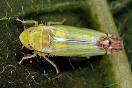 Zyginella pulchra / Diadem-Blattzikade / Zwergzikaden - Cicadellidae / Blattzikaden - Typhlocybinae / Unterordnung: Rundkopfzikaden - Cicadomorpha