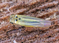 Zyginidia scutellaris / Maisblattzikade / Zwergzikaden - Cicadellidae / Blattzikaden - Typhlocybinae / Unterordnung: Rundkopfzikaden - Cicadomorpha