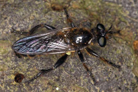 Choerades marginata / Gemeine Mordfliege / Raubfliegen - Asilidae - Laphriinae / Ordnung: Zweiflgler - Diptera