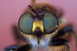 Choerades marginata / Gemeine Mordfliege / Raubfliegen - Asilidae - Laphriinae / Ordnung: Zweiflgler - Diptera