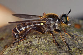 Choerades marginata / Gemeine Mordfliege / Raubfliegen - Asilidae - Laphriinae / Ordnung: Zweiflgler - Diptera