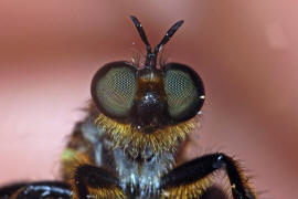 Choerades marginata / Gemeine Mordfliege / Raubfliegen - Asilidae - Laphriinae / Ordnung: Zweiflgler - Diptera