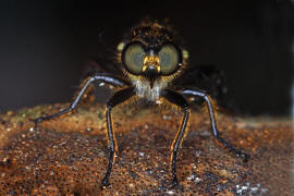 Choerades marginata / Gemeine Mordfliege / Raubfliegen - Asilidae - Laphriinae / Ordnung: Zweiflgler - Diptera