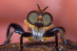 Choerades marginata / Gemeine Mordfliege / Raubfliegen - Asilidae - Laphriinae / Ordnung: Zweiflgler - Diptera