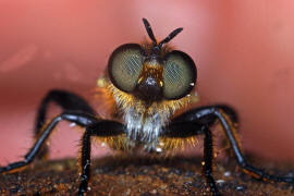 Choerades marginata / Gemeine Mordfliege / Raubfliegen - Asilidae - Laphriinae / Ordnung: Zweiflgler - Diptera