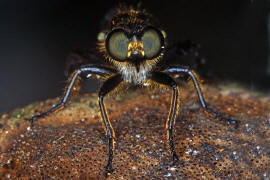 Choerades marginata / Gemeine Mordfliege / Raubfliegen - Asilidae - Laphriinae / Ordnung: Zweiflgler - Diptera