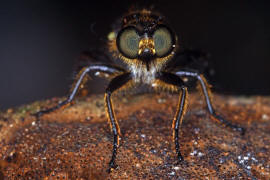 Choerades marginata / Gemeine Mordfliege / Raubfliegen - Asilidae - Laphriinae / Ordnung: Zweiflgler - Diptera