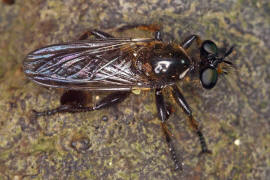 Choerades marginata / Gemeine Mordfliege / Raubfliegen - Asilidae - Laphriinae / Ordnung: Zweiflgler - Diptera