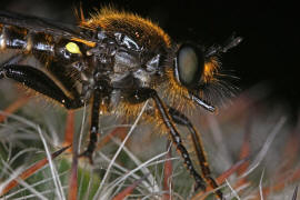 Choerades marginata / Gemeine Mordfliege / Raubfliegen - Asilidae - Laphriinae / Ordnung: Zweiflgler - Diptera