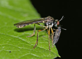 Dioctria linearis / Gestreifte Habichtsfliege / Raubfliegen - Asilidae - Stenopogoninae