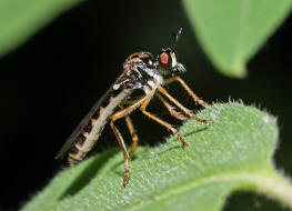 Dioctria linearis / Gestreifte Habichtsfliege / Raubfliegen - Asilidae - Stenopogoninae