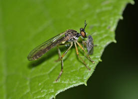 Dioctria linearis / Gestreifte Habichtsfliege / Raubfliegen - Asilidae - Stenopogoninae