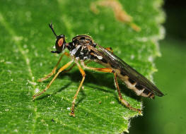 Dioctria linearis / Gestreifte Habichtsfliege / Raubfliegen - Asilidae - Stenopogoninae