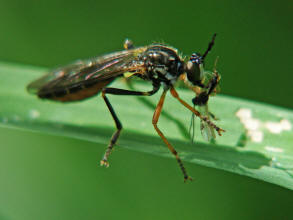 Dioctria rufipes / Hcker-Habichtsfliege / Raubfliegen - Asilidae - Stenopogoninae / Ordnung: Zweiflgler - Diptera