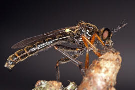 Dioctria rufipes / Hcker-Habichtsfliege / Raubfliegen - Asilidae - Stenopogoninae / Ordnung: Zweiflgler - Diptera