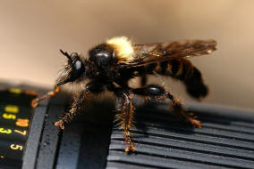 Laphria flava / Gelbe Mordfliege / Raubfliegen - Asilidae - Laphriinae / Ordnung: Zweiflgler - Diptera