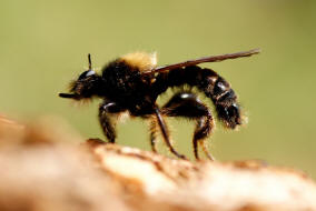 Laphria flava / Gelbe Mordfliege / Raubfliegen - Asilidae - Laphriinae / Ordnung: Zweiflgler - Diptera